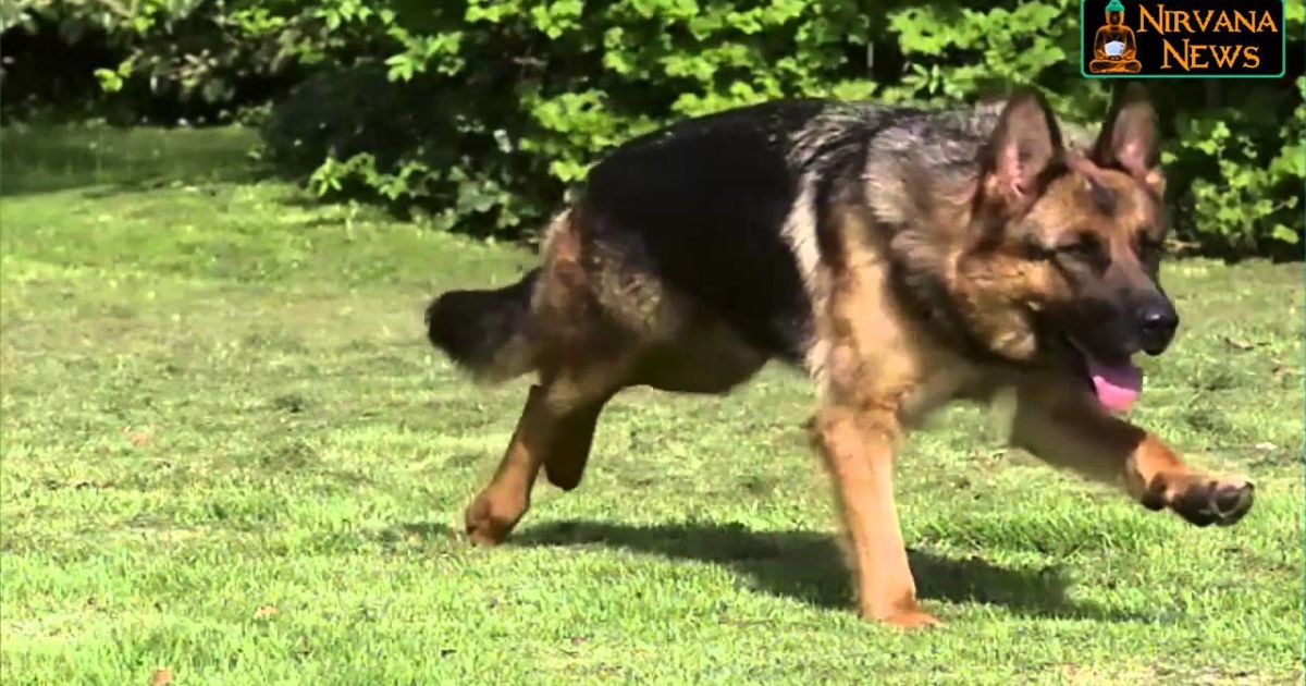 This Heroic German Shepherd Rescues Two Children That Are Trapped ...
