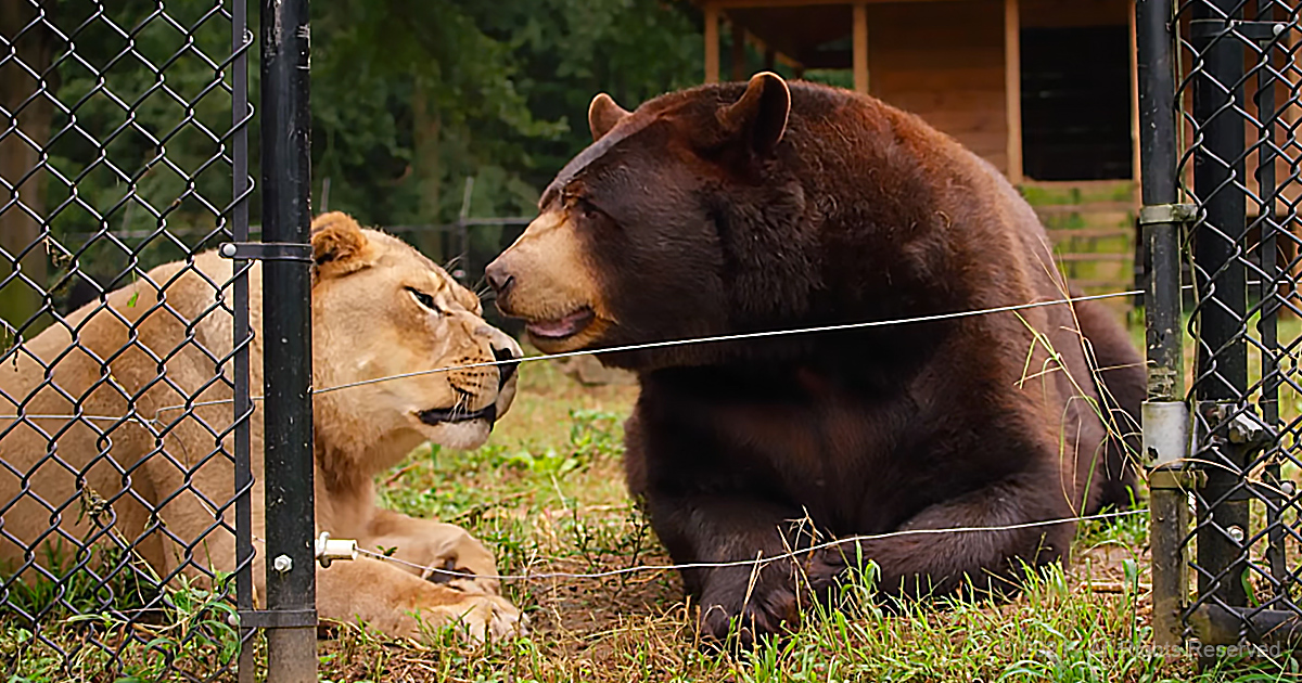Bear, Tiger, and Lion Form Affectionate Lifelong Connection at Wildlife Sanctuary Animal