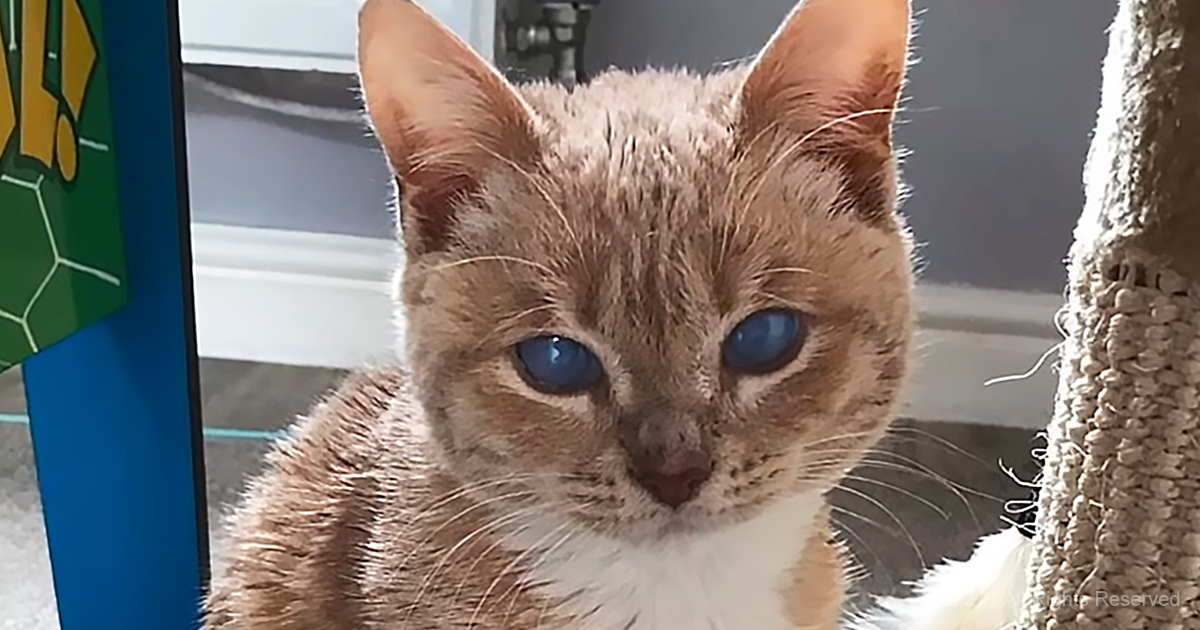 Disorder May Stunt His Growth, but Nothing Stunts Kitten’s Spirit