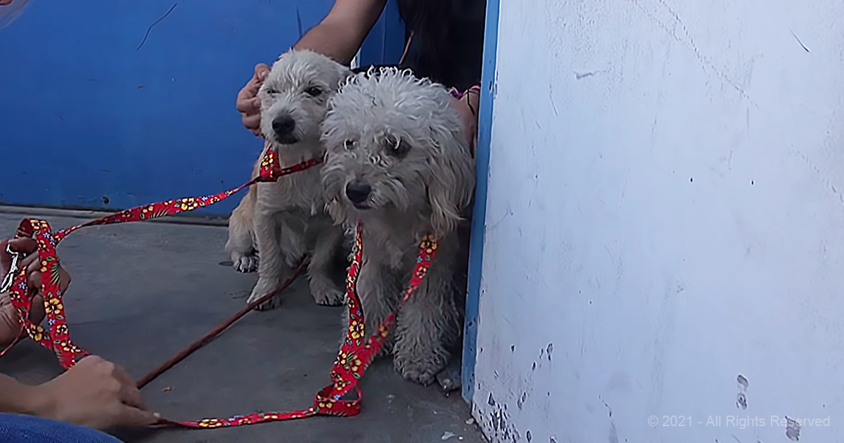 Hope For Paws Rescues Two Adorable Homeless Best Friends Animal