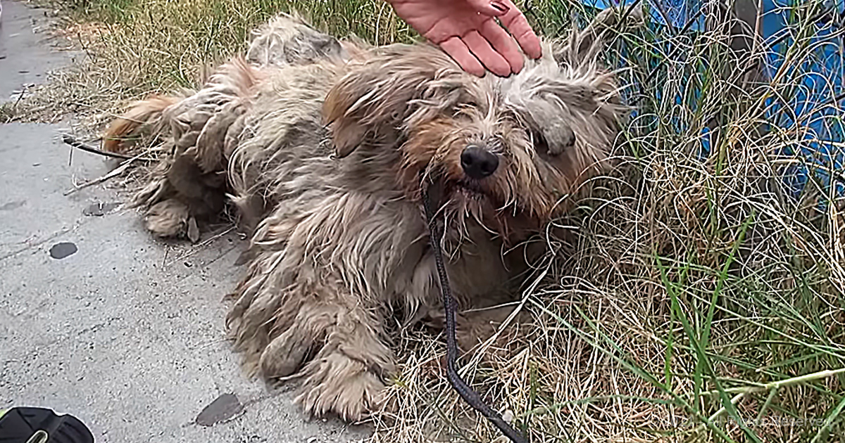 Hope for Paws Save the Day Again with Rescue of Brother and Sister