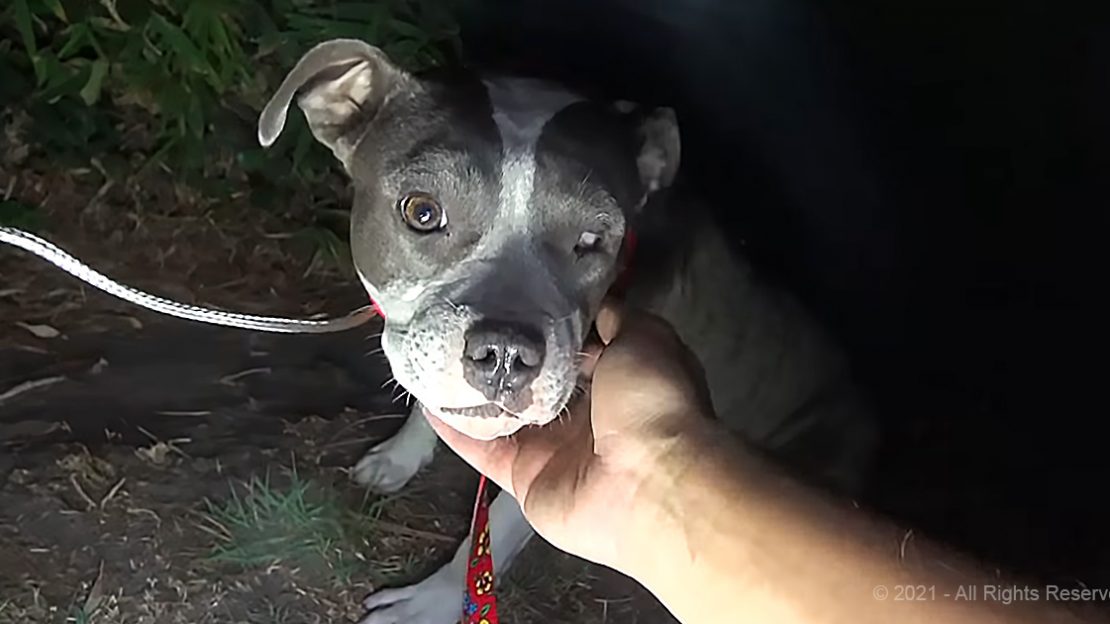 Hope For Paws Rescue A Homeless Mama Dog And Her Pup On A Freeway