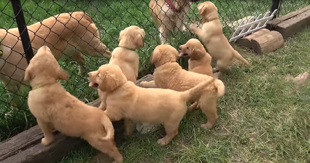 Excited Golden Retriever Puppies Flow Like River Into Backyard Animal