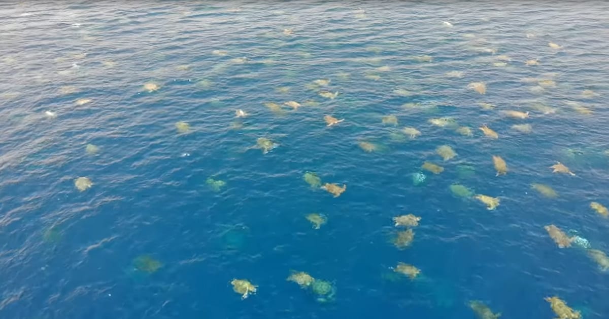 Rookery Of Turtles Amass Off The Great Barrier Reef & It’s Beautiful