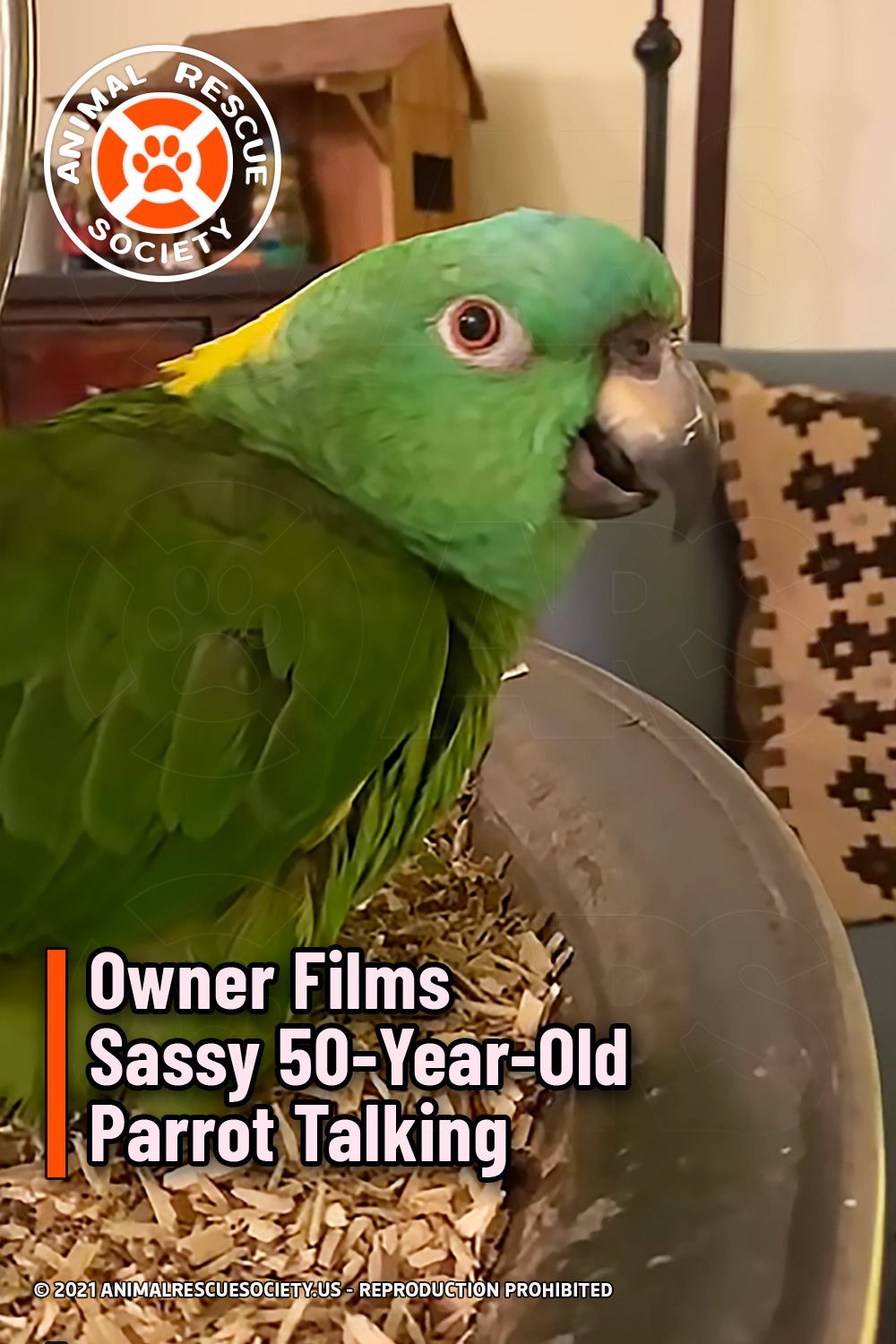 Owner Films Sassy 50-Year-Old Parrot Talking