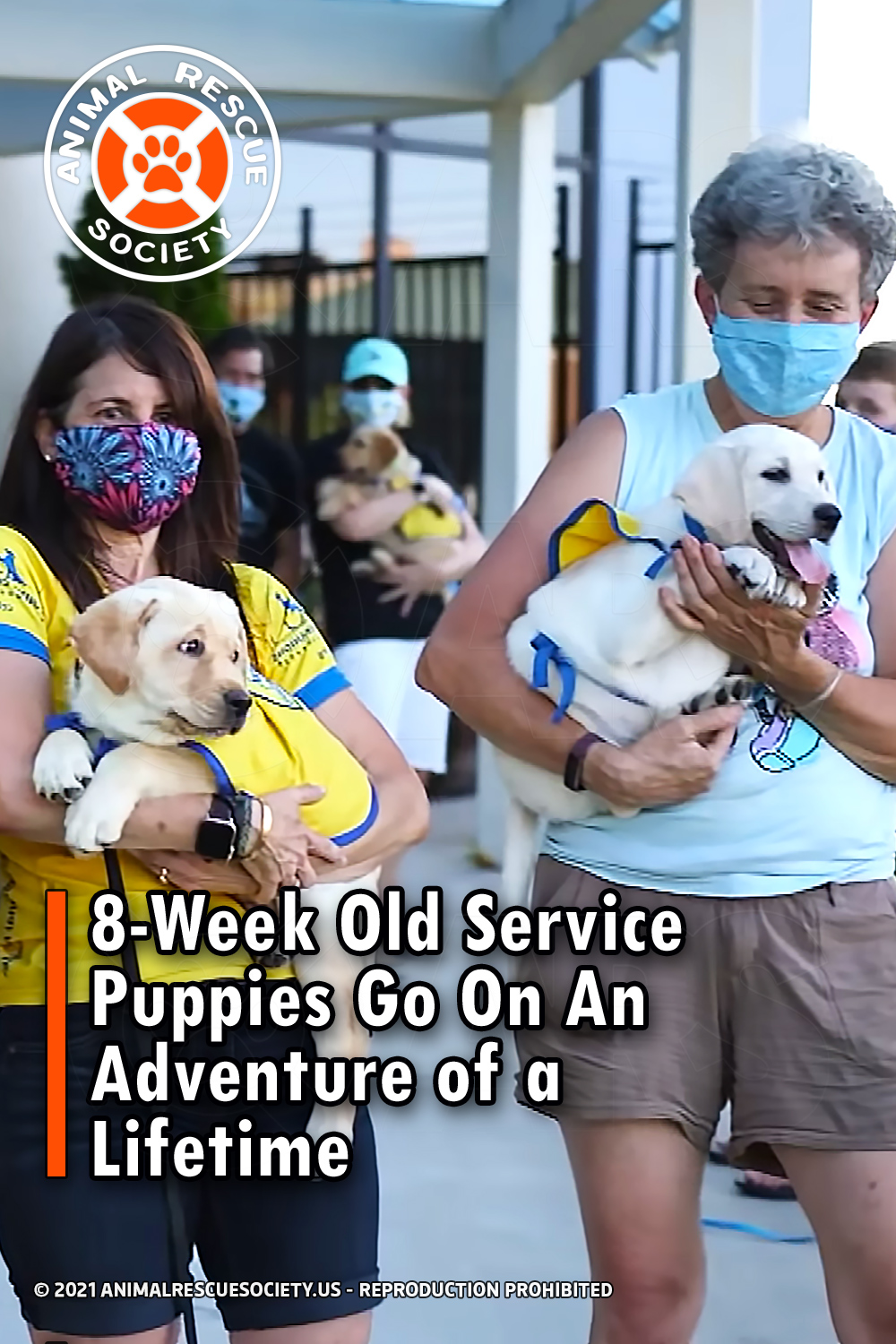 8-Week Old Service Puppies Go On An Adventure of a Lifetime