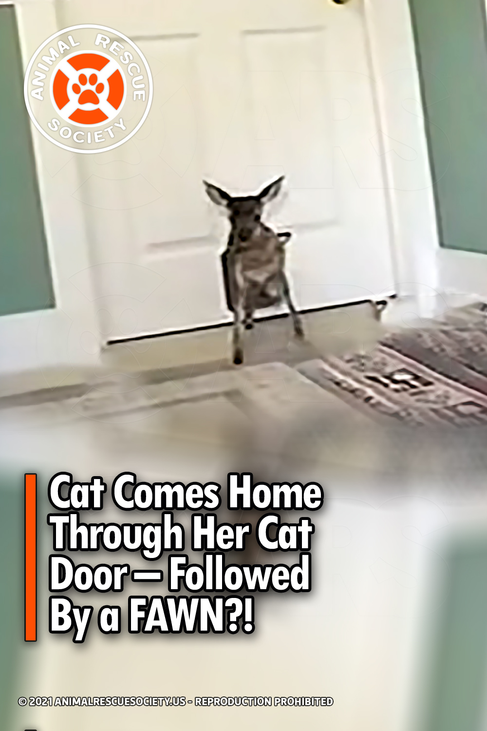 Cat Comes Home Through Her Cat Door – Followed By a FAWN?!