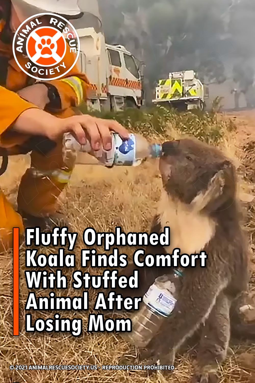 Fluffy Orphaned Koala Finds Comfort With Stuffed Animal After Losing Mom