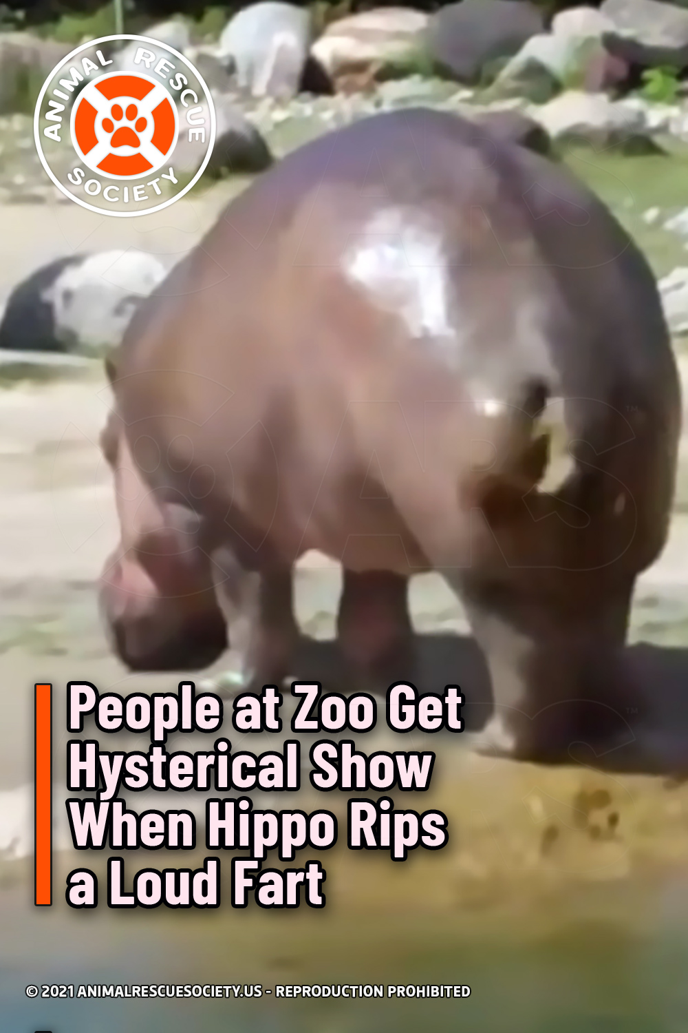People at Zoo Get Hysterical Show When Hippo Rips a Loud Fart
