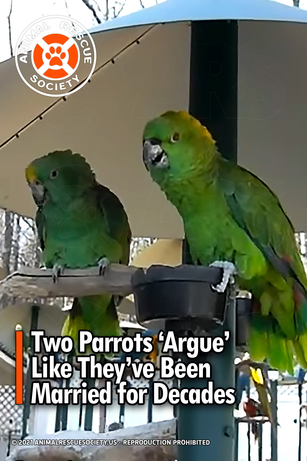 Two Parrots ‘Argue’ Like They’ve Been Married for Decades