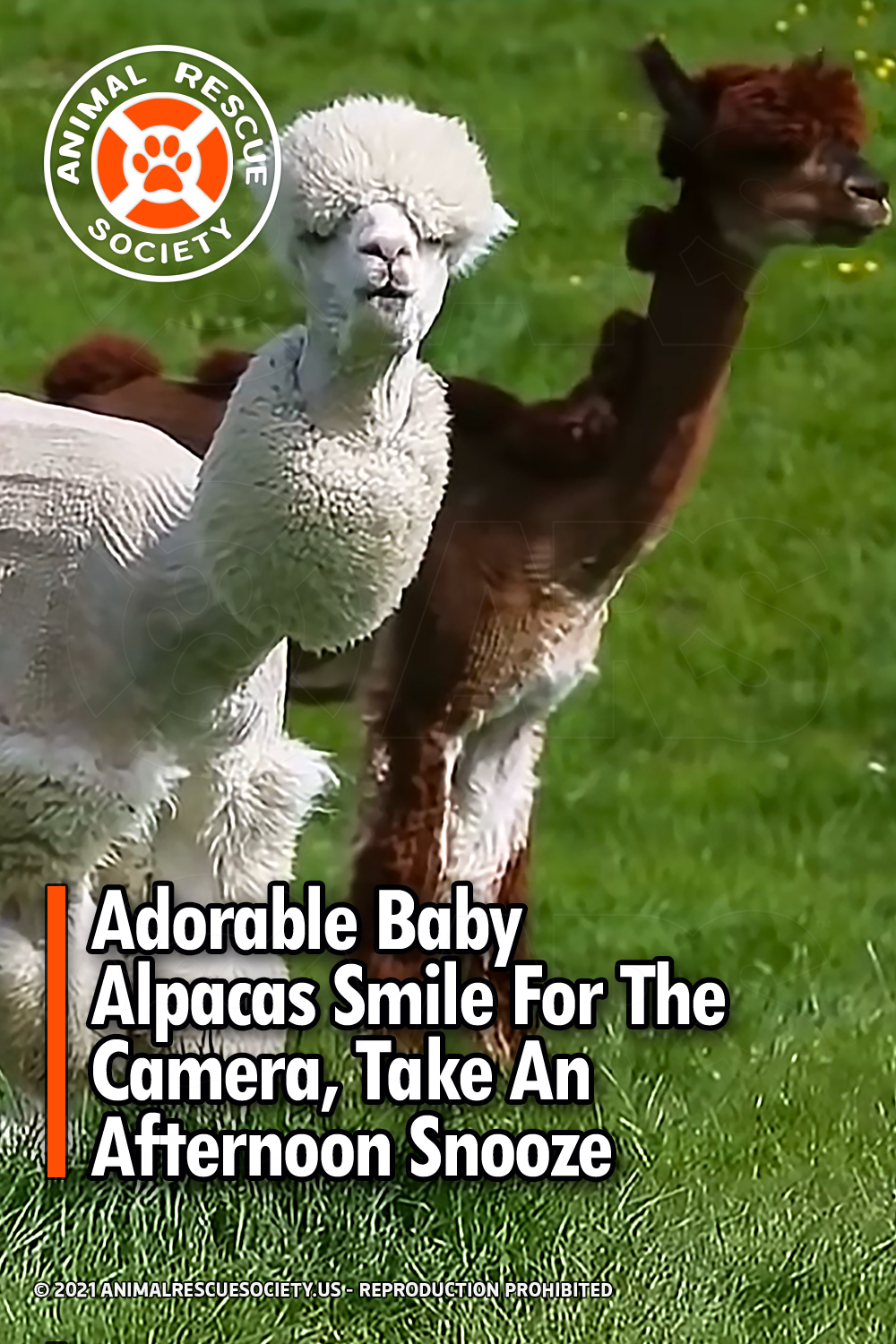 Adorable Baby Alpacas Smile For The Camera, Take An Afternoon Snooze