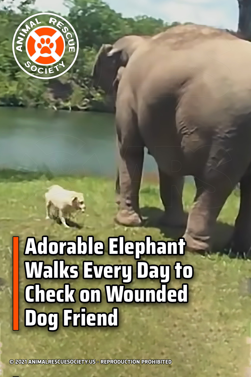 Adorable Elephant Walks Every Day to Check on Wounded Dog Friend