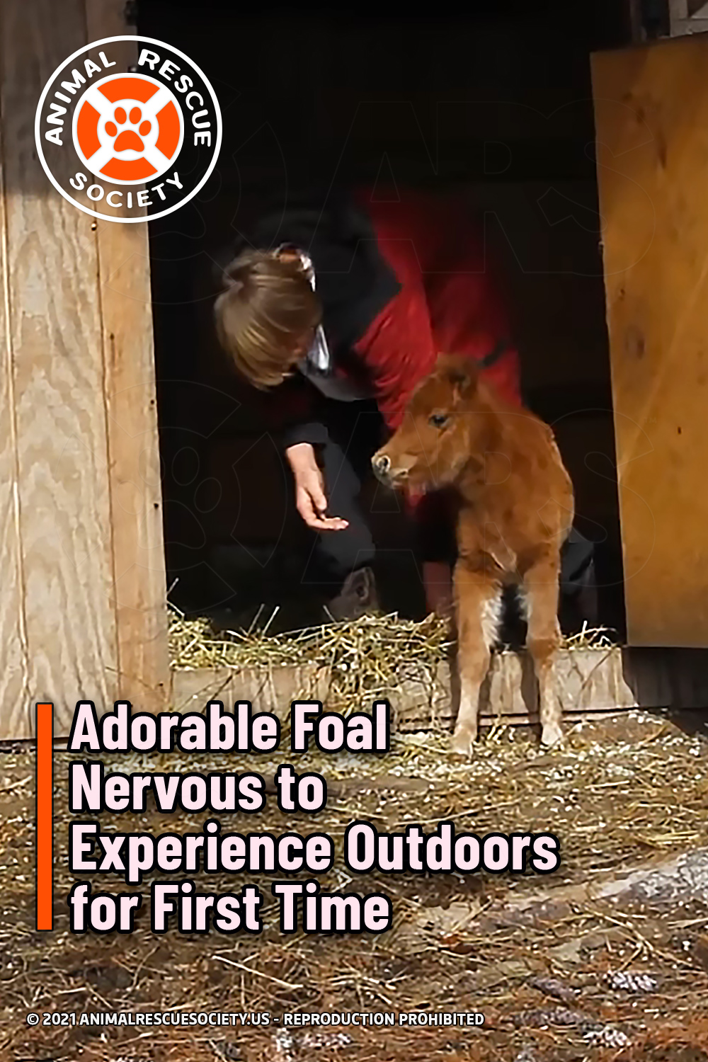 Adorable Foal Nervous to Experience Outdoors for First Time