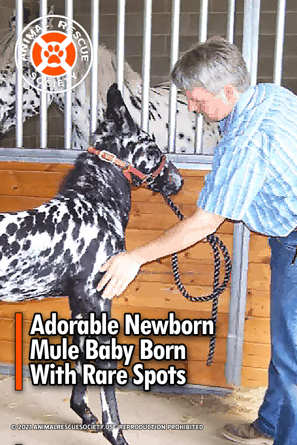 Adorable Newborn Mule Baby Born With Rare Spots