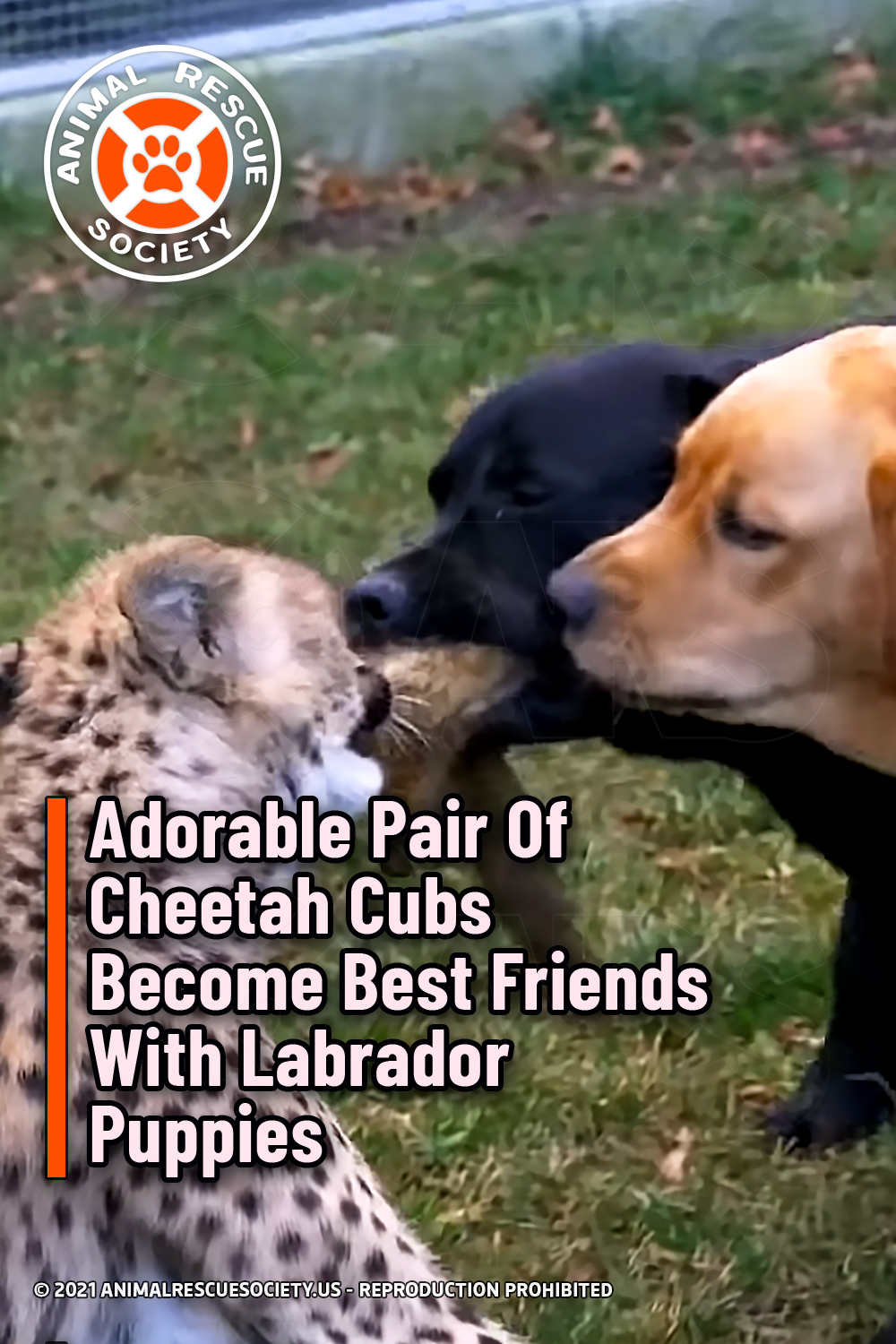 Adorable Pair Of Cheetah Cubs Become Best Friends With Labrador Puppies