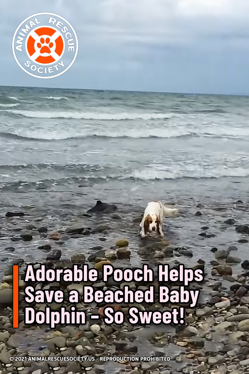 Adorable Pooch Helps Save a Beached Baby Dolphin – So Sweet!