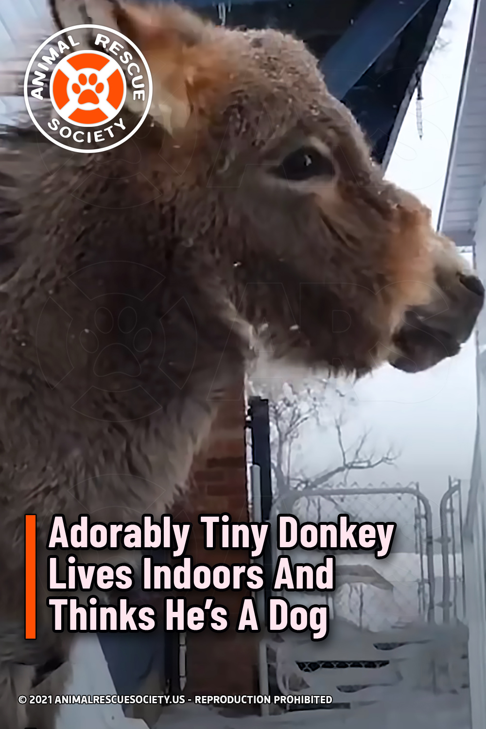 Adorably Tiny Donkey Lives Indoors And Thinks He’s A Dog