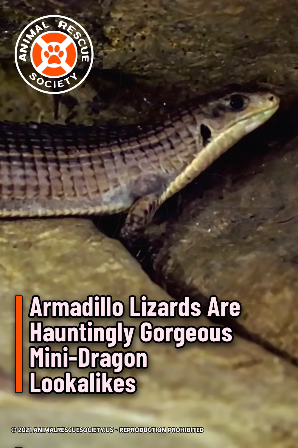 Armadillo Lizards Are Hauntingly Gorgeous Mini-Dragon Lookalikes