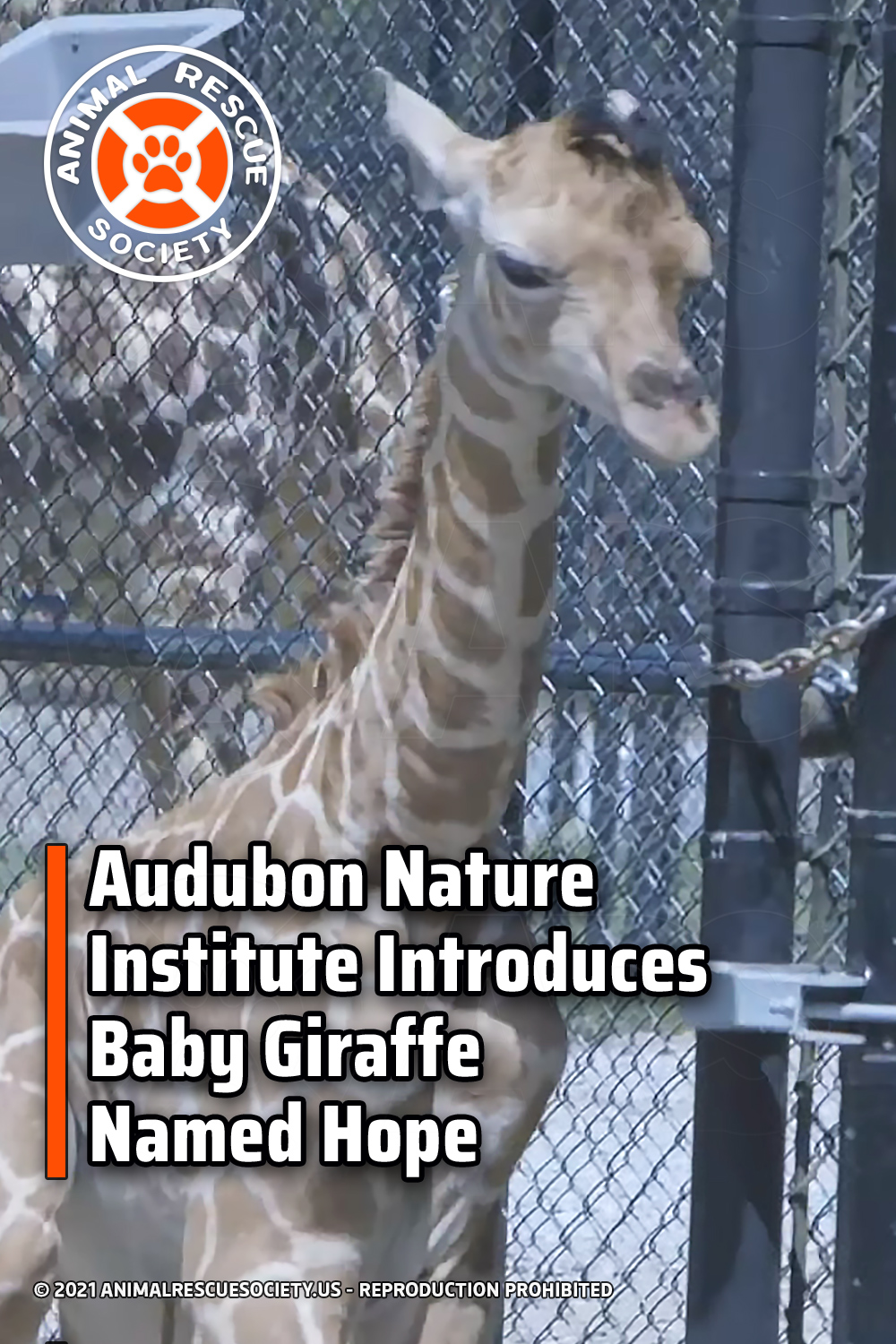 Audubon Nature Institute Introduces Baby Giraffe Named Hope