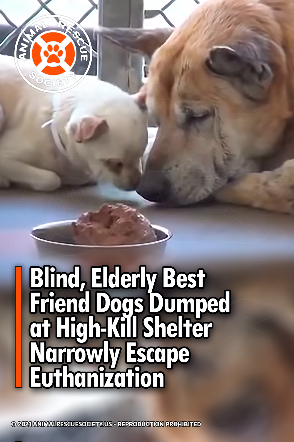 Blind, Elderly Best Friend Dogs Dumped at High-Kill Shelter Narrowly Escape Euthanization