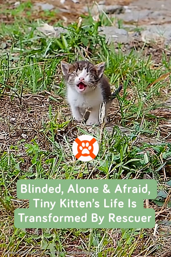 Blinded, Alone & Afraid, Tiny Kitten’s Life Is Transformed By Rescuer