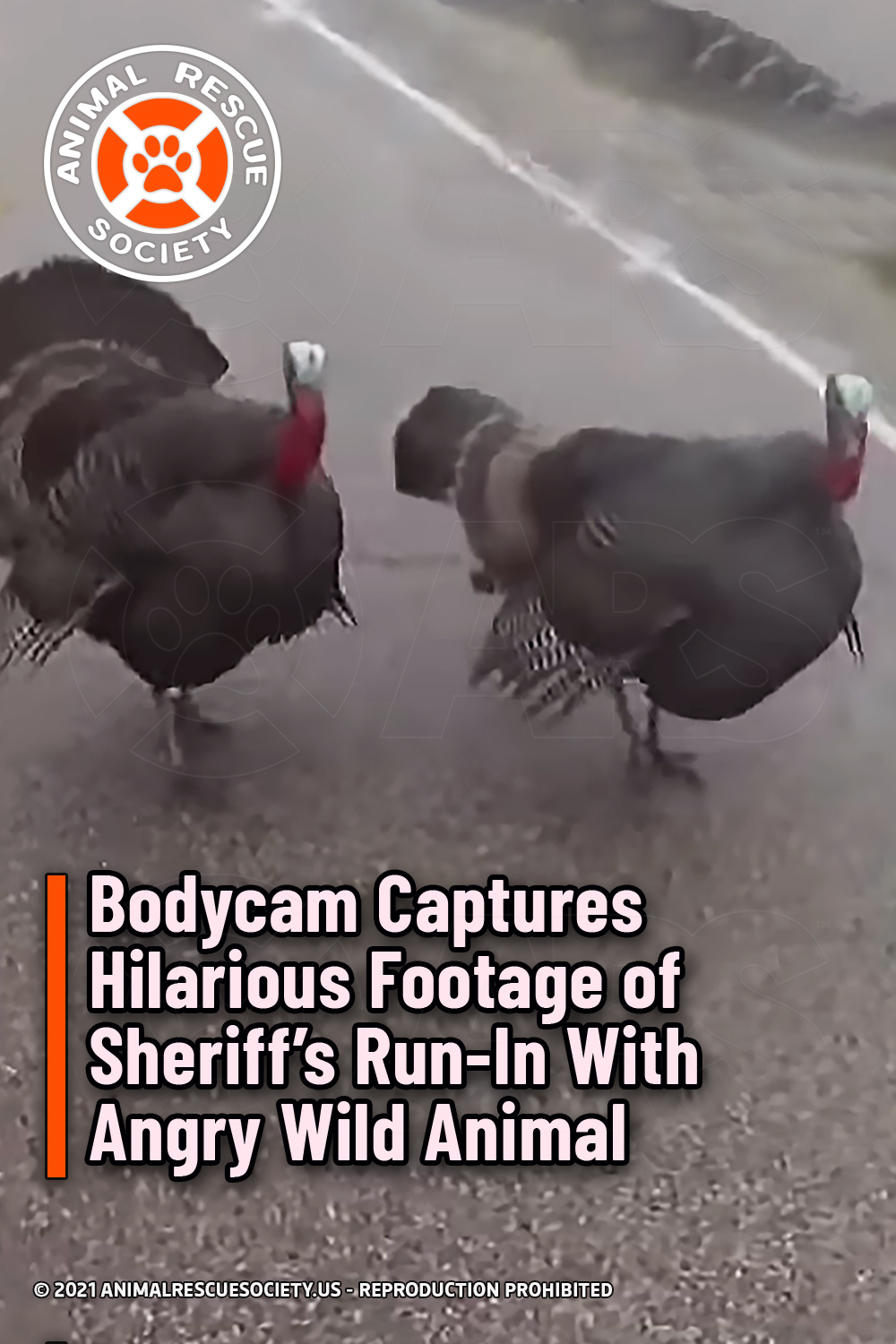 Bodycam Captures Hilarious Footage of Sheriff’s Run-In With Angry Wild Animal