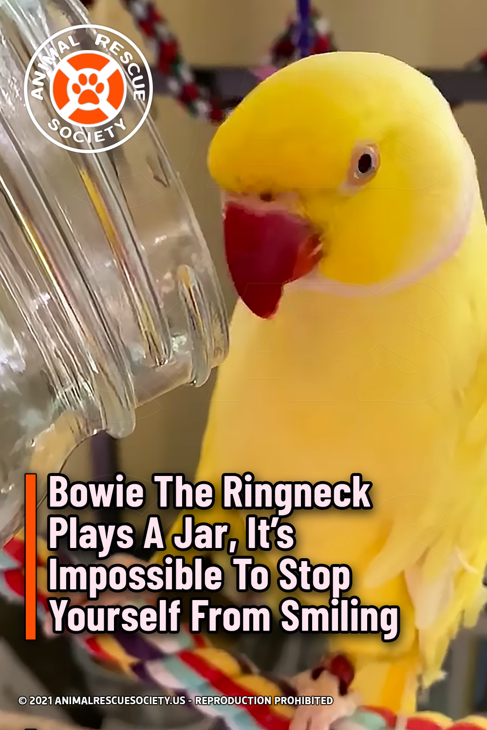 Bowie The Ringneck Plays A Jar, It’s Impossible To Stop Yourself From Smiling