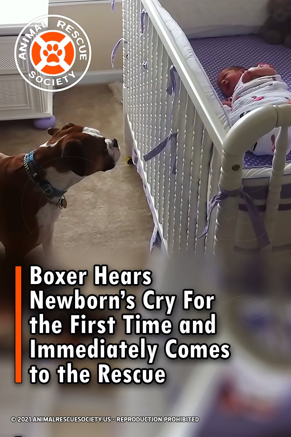 Boxer Hears Newborn’s Cry For the First Time and Immediately Comes to the Rescue