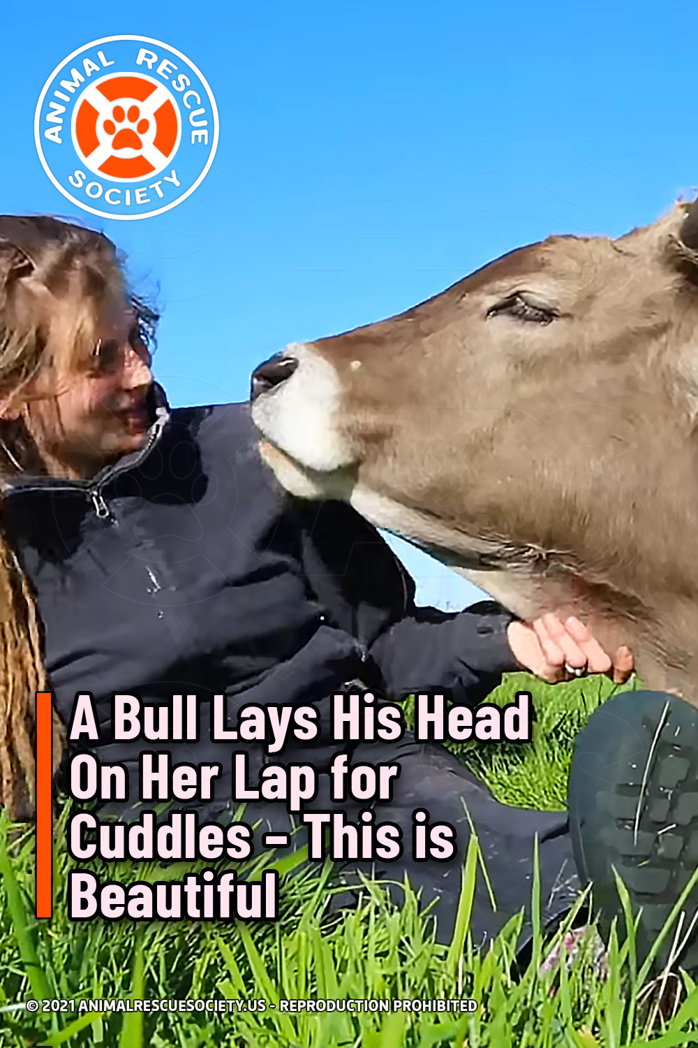 A Bull Lays His Head On Her Lap for Cuddles – This is Beautiful