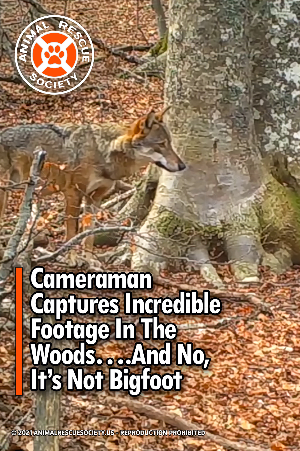 Cameraman Captures Incredible Footage In The Woods….And No, It’s Not Bigfoot