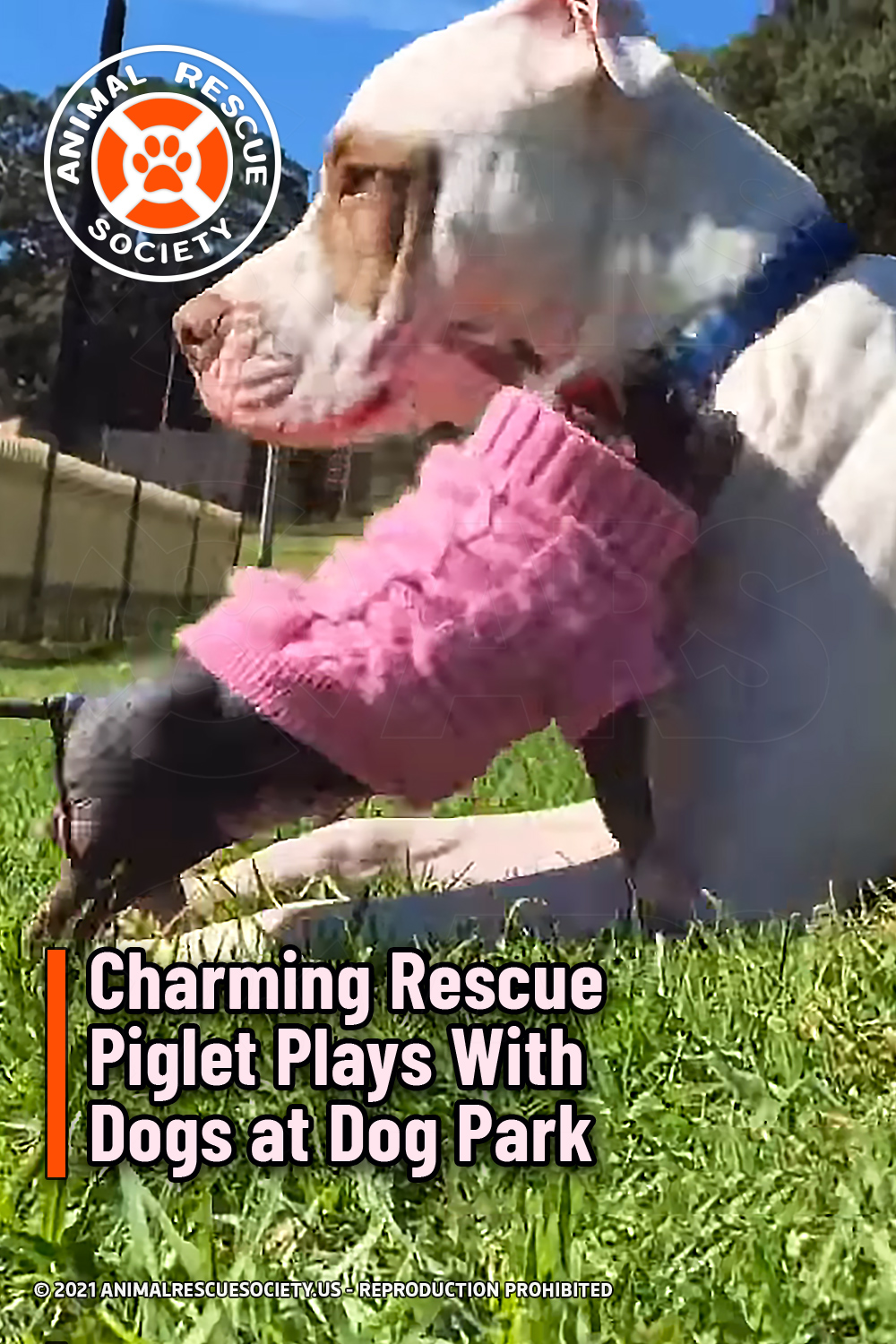 Charming Rescue Piglet Plays With Dogs at Dog Park