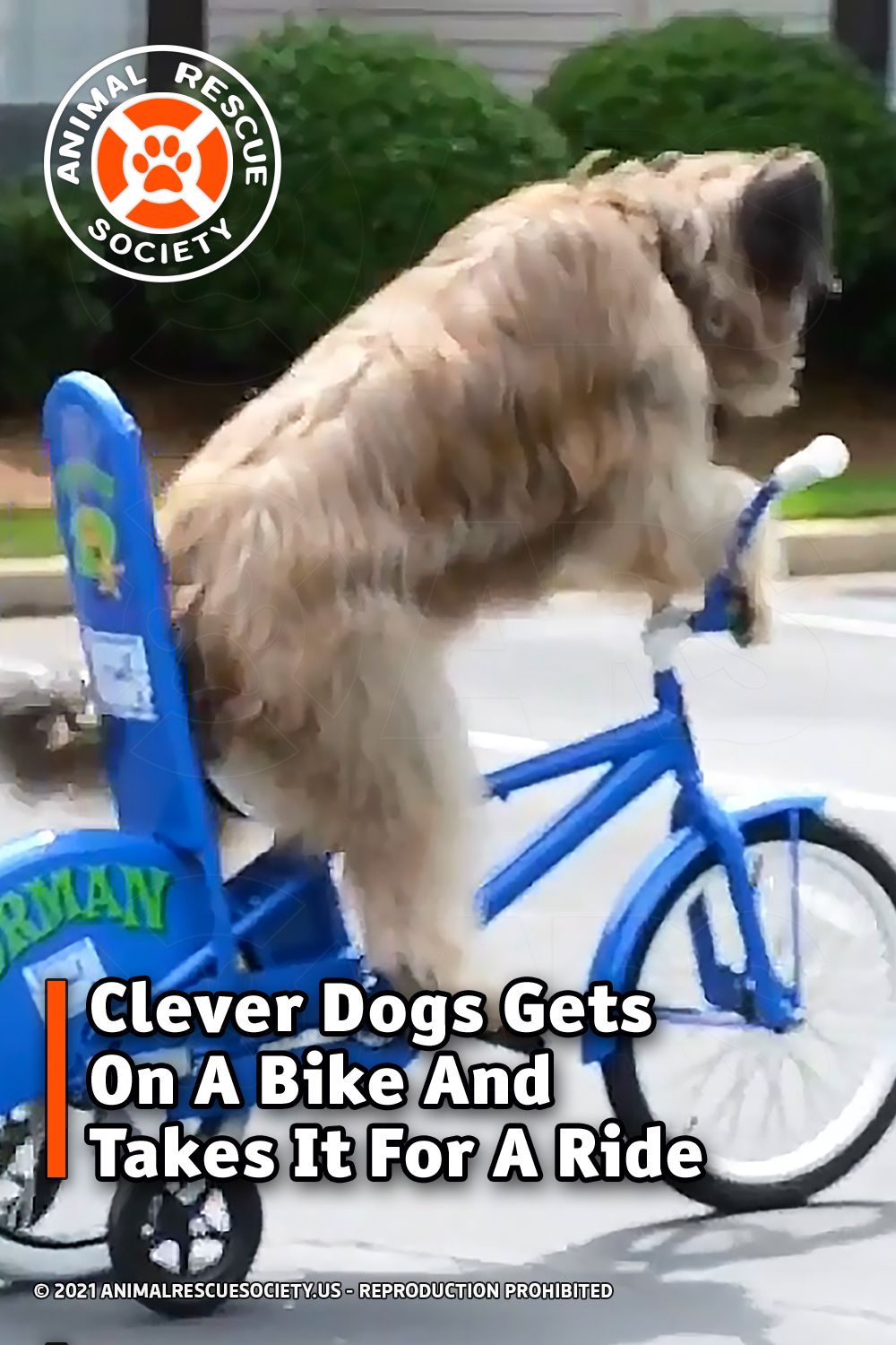 Clever Dogs Gets On A Bike And Takes It For A Ride
