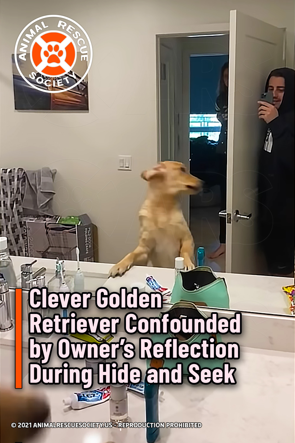 Clever Golden Retriever Confounded by Owner’s Reflection During Hide and Seek
