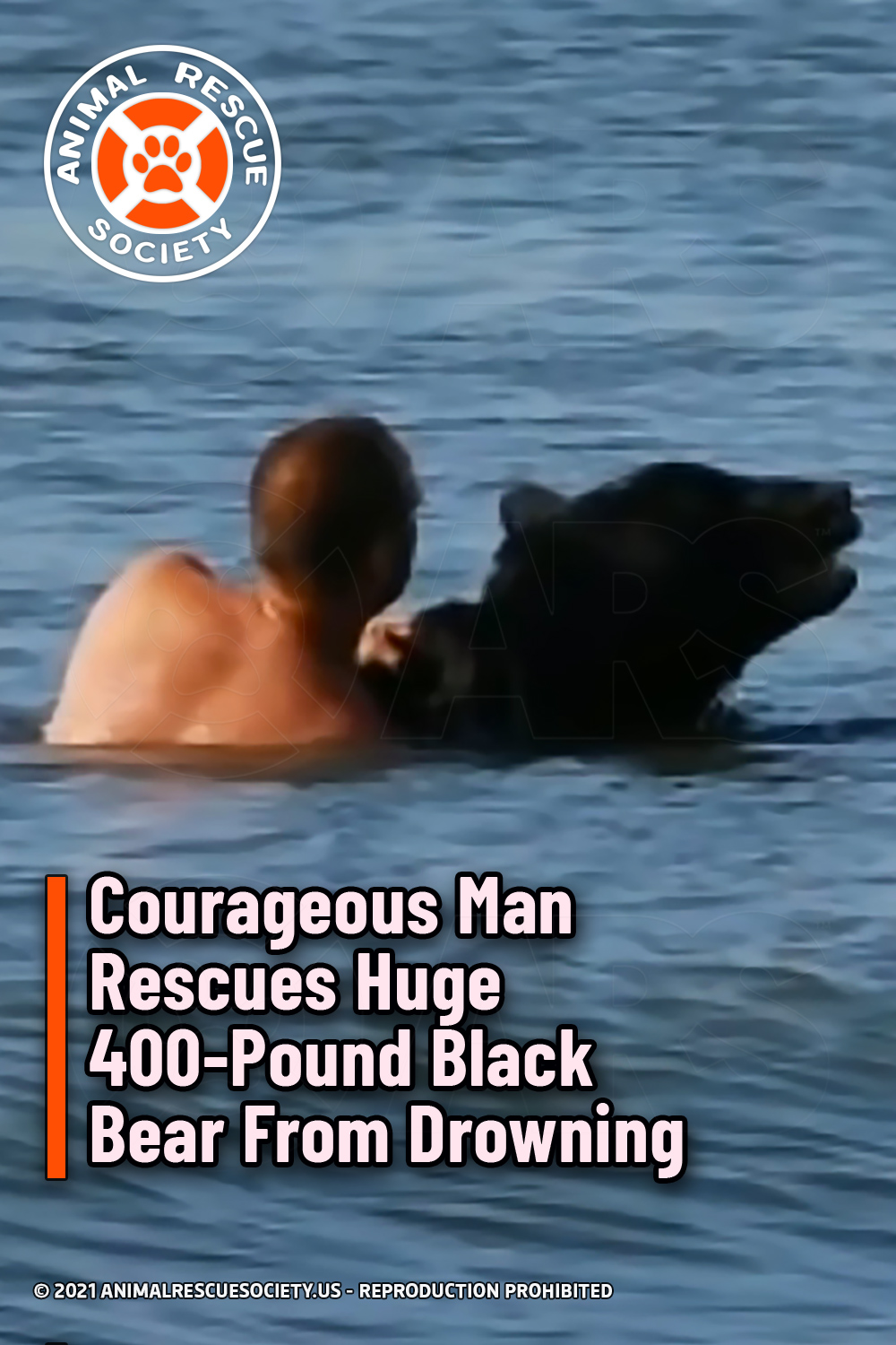 Courageous Man Rescues Huge 400-Pound Black Bear From Drowning