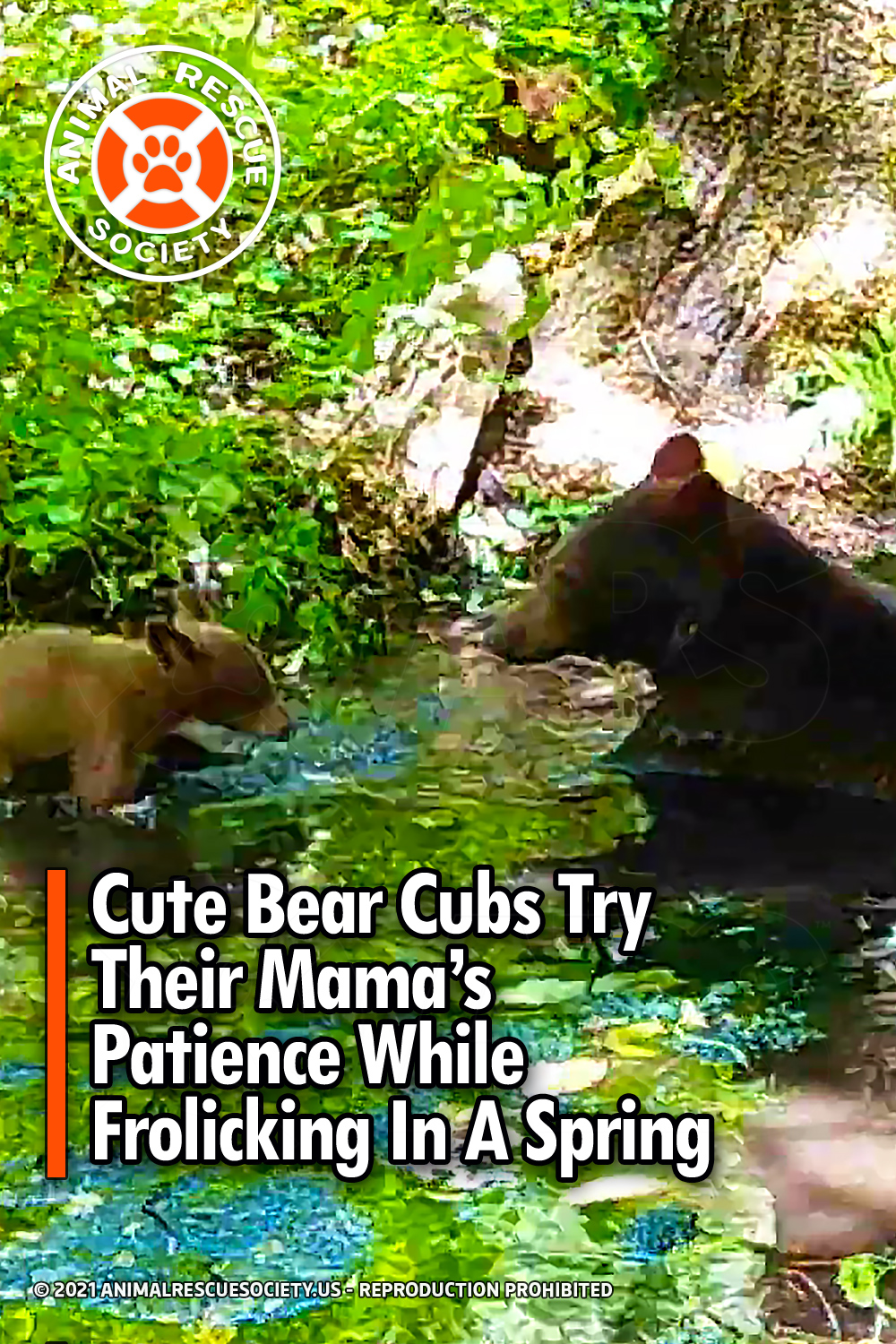 Cute Bear Cubs Try Their Mama’s Patience While Frolicking In A Spring