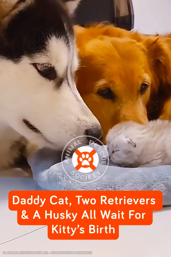 Daddy Cat, Two Retrievers & A Husky All Wait For Kitty’s Birth