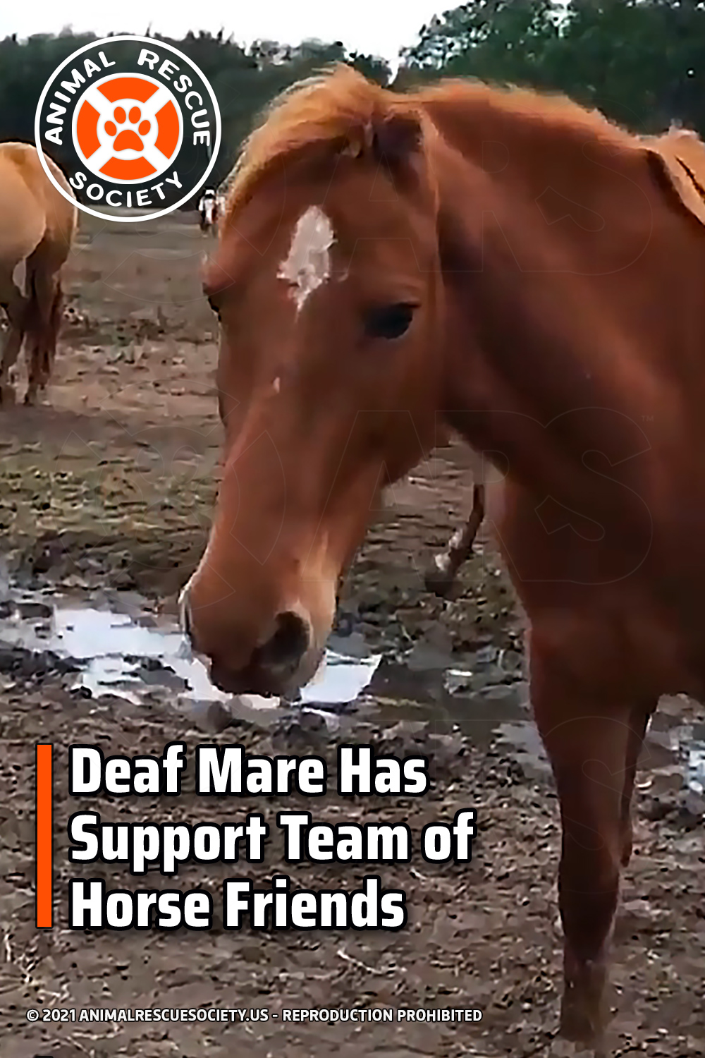 Deaf Mare Has Support Team of Horse Friends