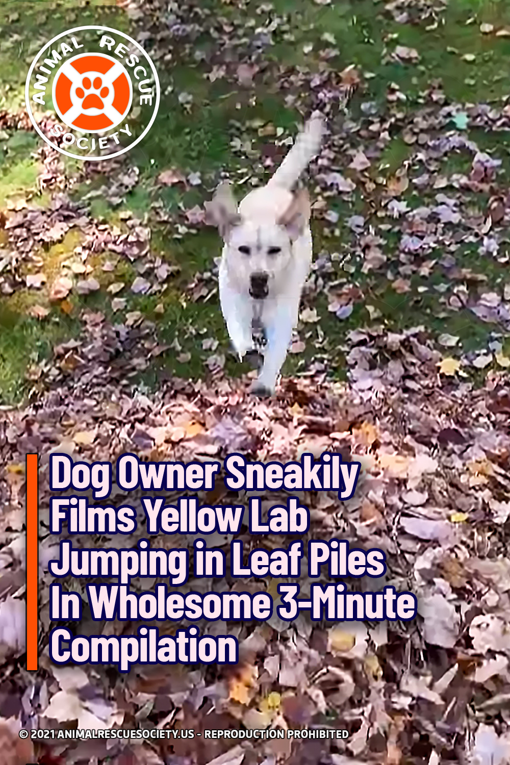 Dog Owner Sneakily Films Yellow Lab Jumping in Leaf Piles In Wholesome