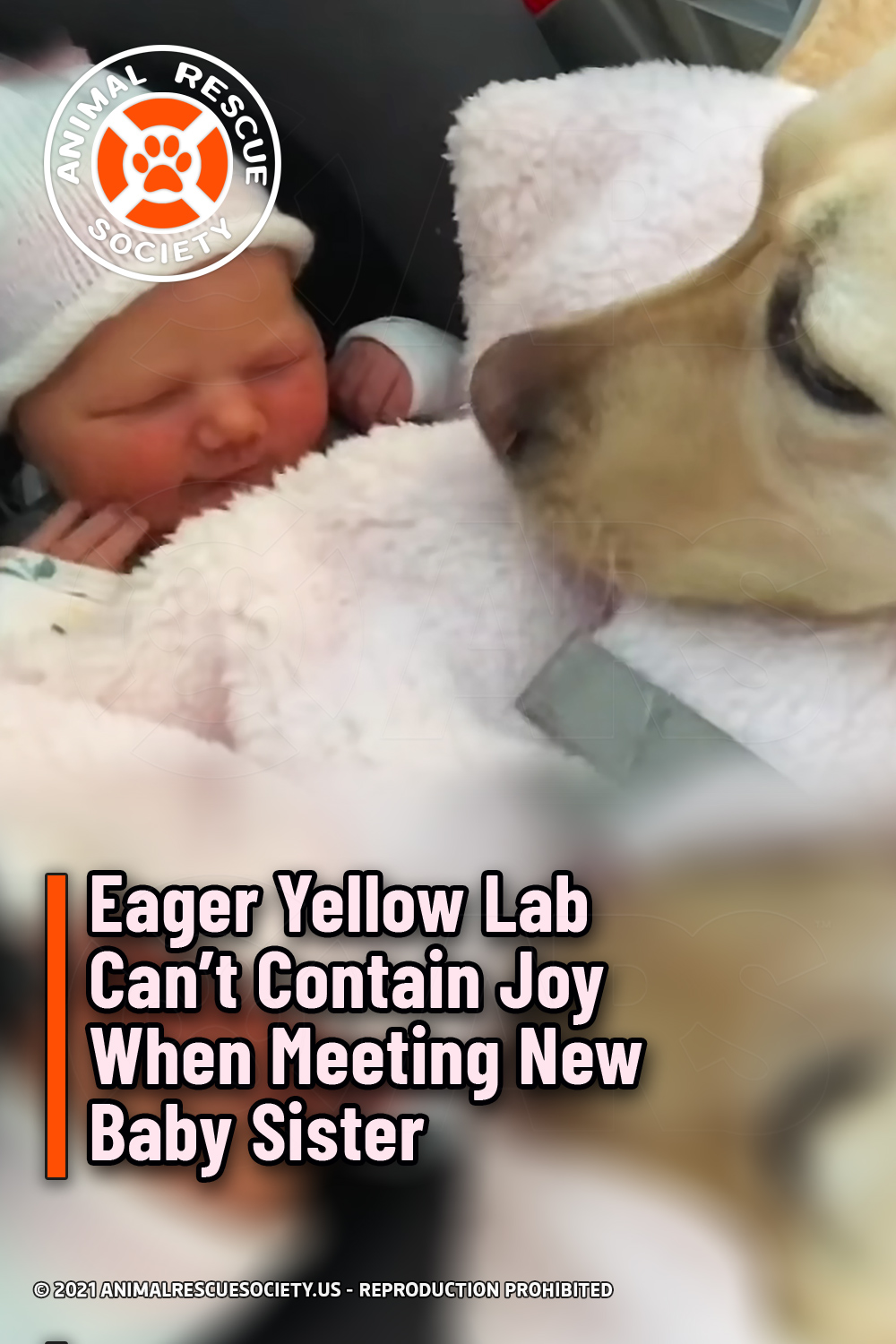 Eager Yellow Lab Can’t Contain Joy When Meeting New Baby Sister