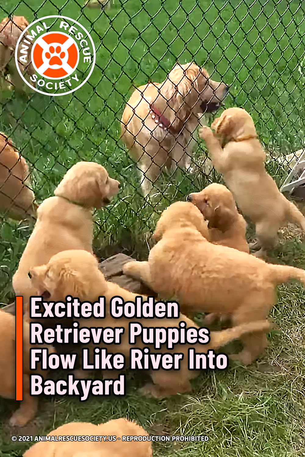 Excited Golden Retriever Puppies Flow Like River Into Backyard