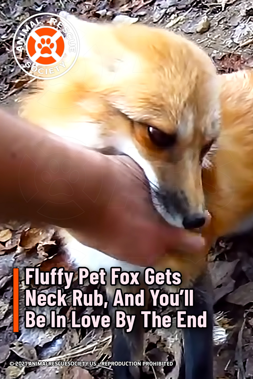 Fluffy Pet Fox Gets Neck Rub, And You’ll Be In Love By The End