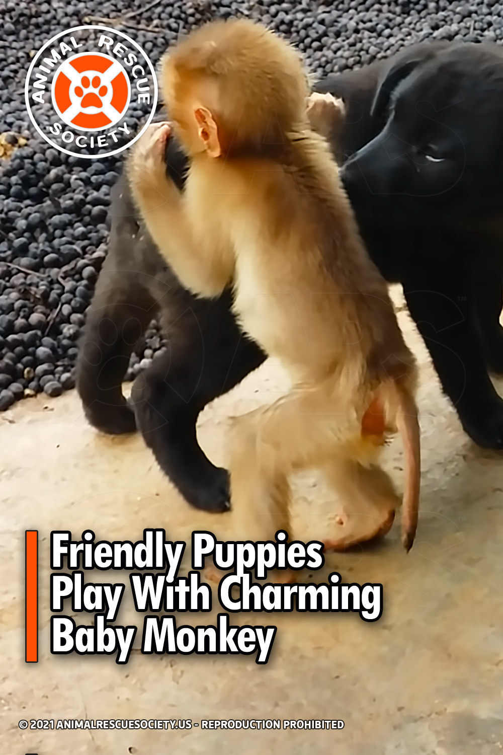 Friendly Puppies Play With Charming Baby Monkey