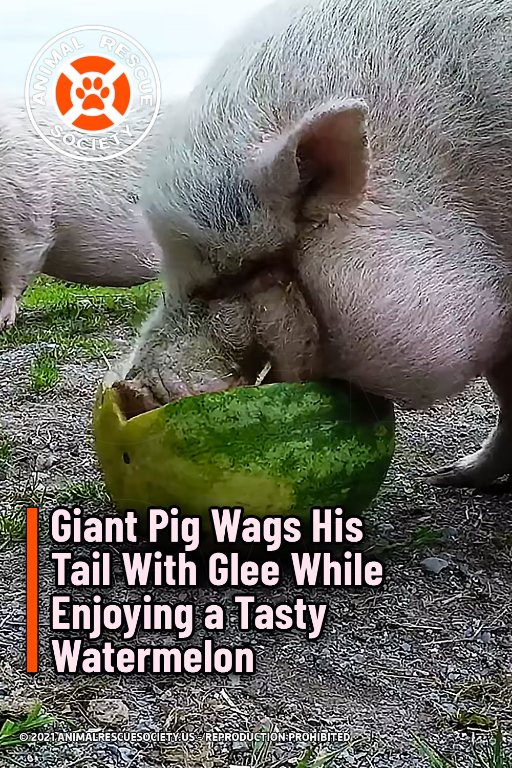 Giant Pig Wags His Tail With Glee While Enjoying a Tasty Watermelon