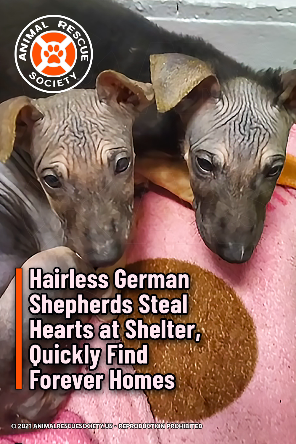 Hairless German Shepherds Steal Hearts at Shelter, Quickly Find Forever Homes