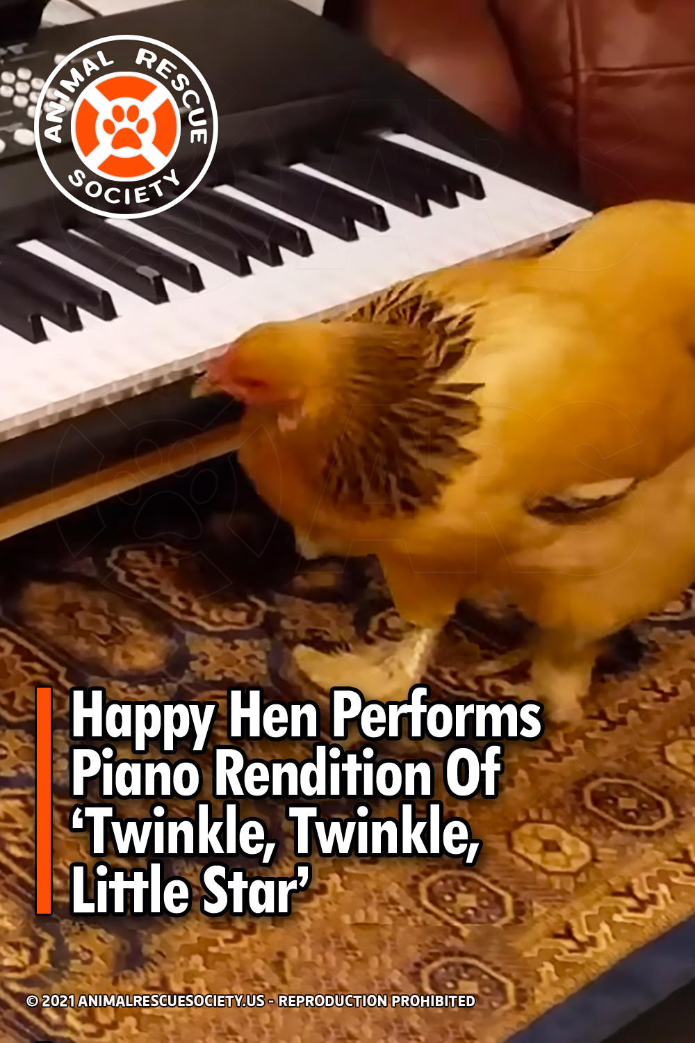 Happy Hen Performs Piano Rendition Of ‘Twinkle, Twinkle, Little Star’