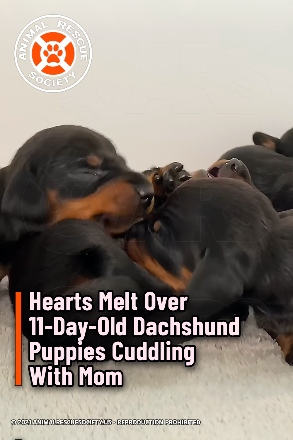 Hearts Melt Over 11-Day-Old Dachshund Puppies Cuddling With Mom