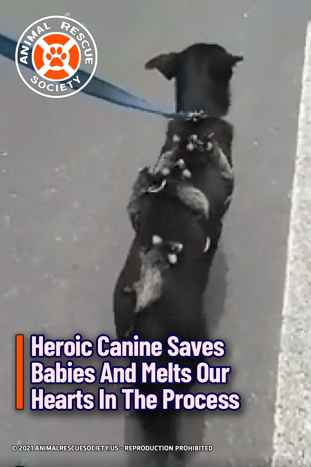 Heroic Canine Saves Babies And Melts Our Hearts In The Process