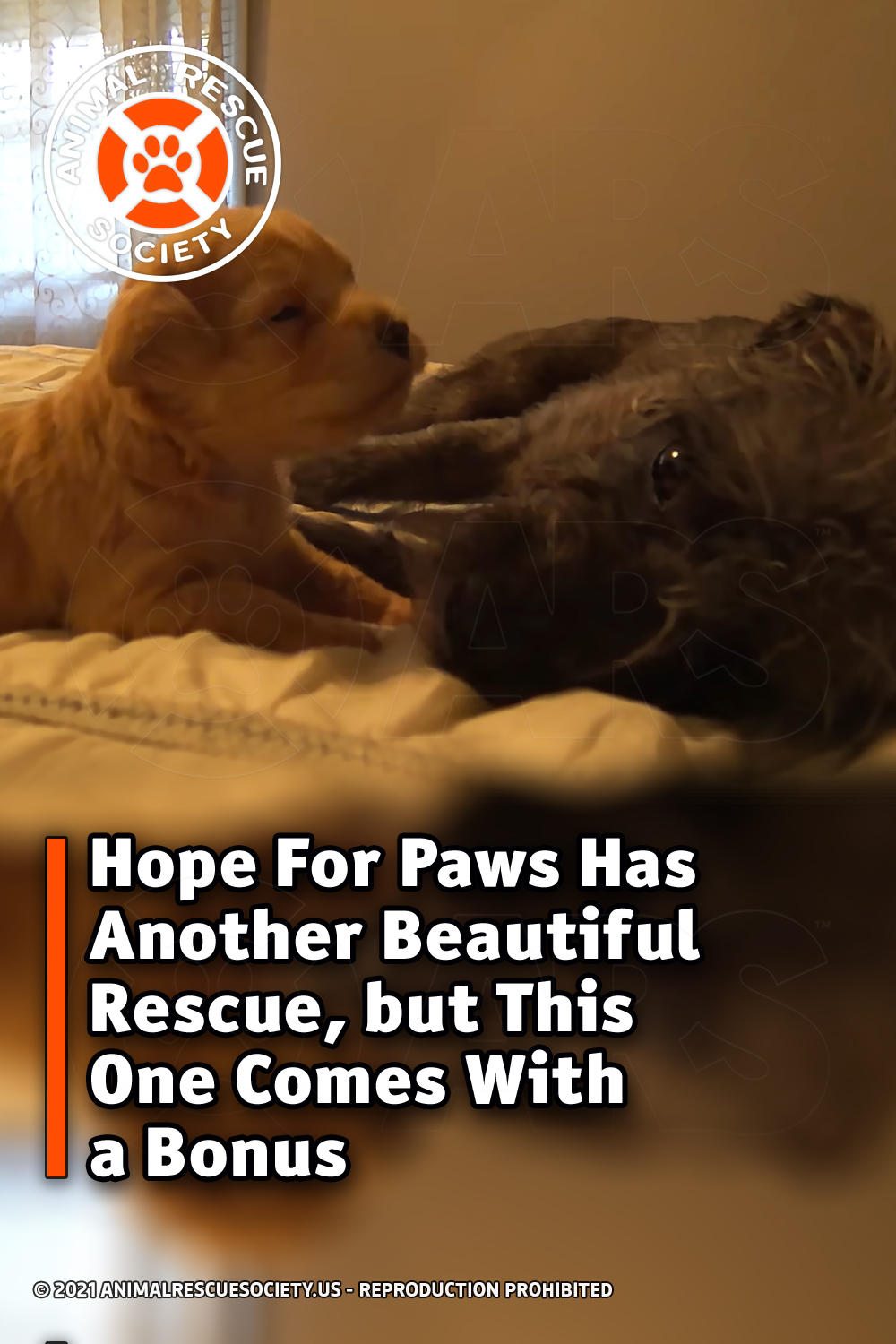 Hope For Paws Has Another Beautiful Rescue, but This One Comes With a Bonus