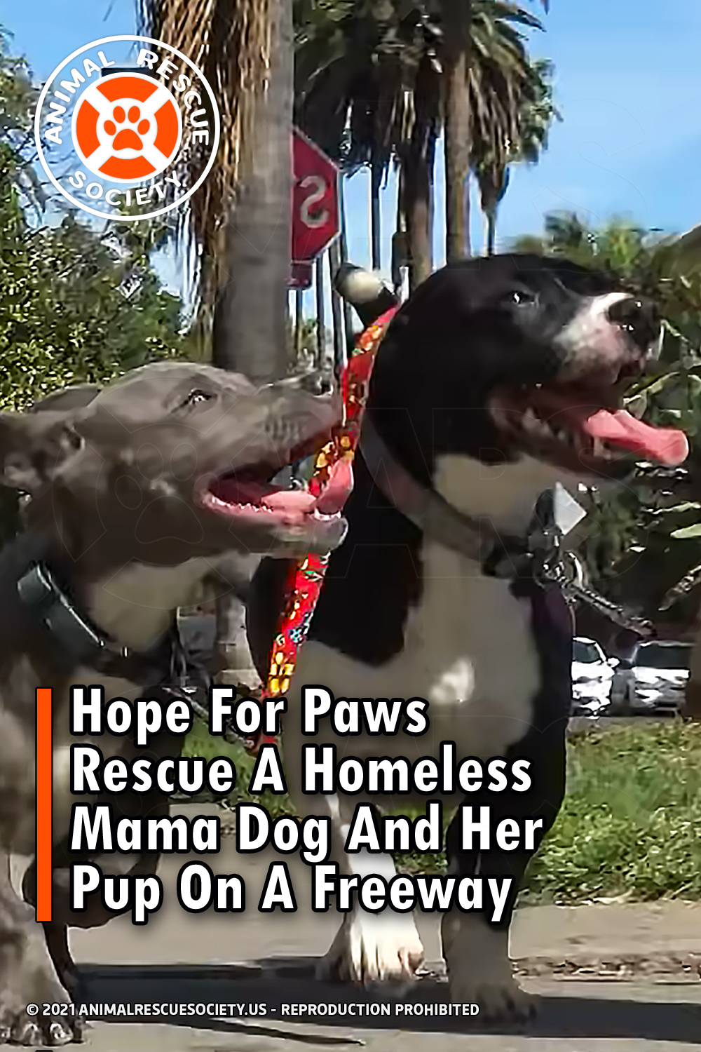 Hope For Paws Rescue A Homeless Mama Dog And Her Pup On A Freeway