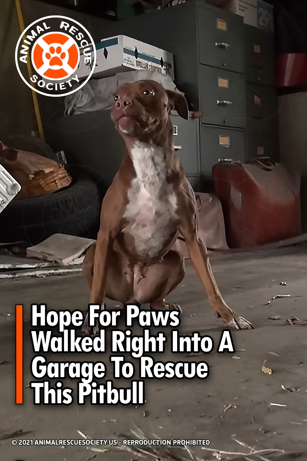 Hope For Paws Walked Right Into A Garage To Rescue This Pitbull